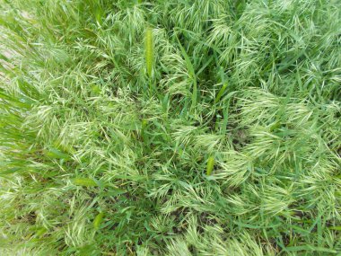 Tasarımcının doğal arkaplanı.