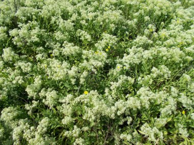 Tasarımcının doğal arkaplanı.