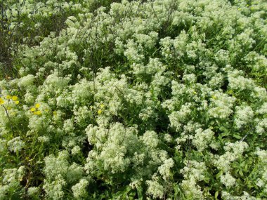 Tasarımcının doğal arkaplanı.