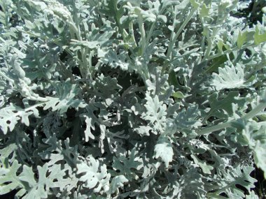 Tasarımcının doğal arkaplanı.