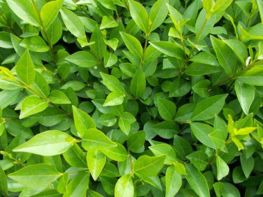 Tasarımcının doğal arkaplanı.