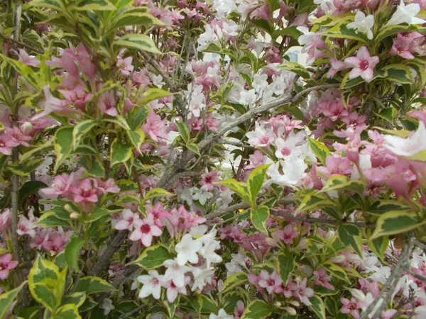 Blumen Einem Stadtpark Floraler Hintergrund Für Designer — Stockfoto