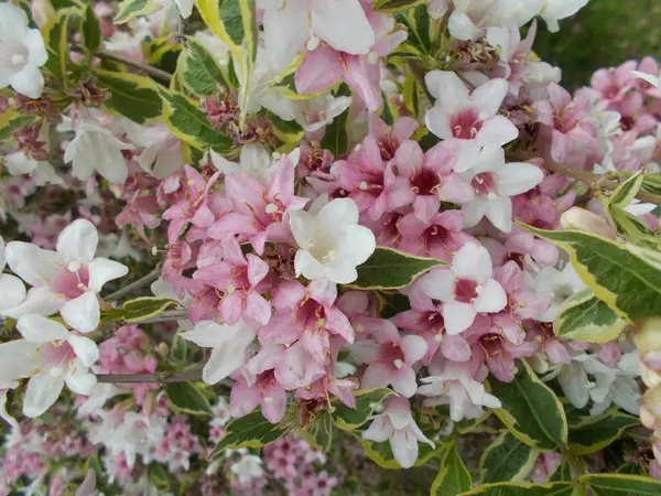 Blumen Einem Stadtpark Floraler Hintergrund Für Designer — Stockfoto