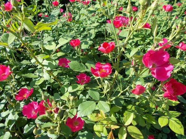 Blommor Stadspark Blommig Bakgrund För Designer — Stockfoto