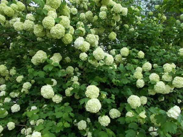 Naturlig Bakgrund För Designern — Stockfoto