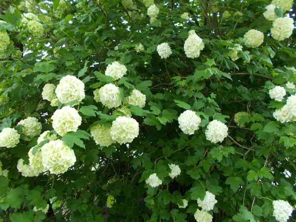 Blumen Einem Stadtpark Floraler Hintergrund Für Designer — Stockfoto