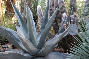 Los Angeles sokaklarında kaktüs
