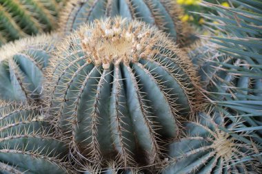 Los Angeles sokaklarında kaktüs