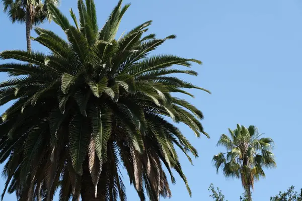 Пальмы Улицах Лос Анджелеса — стоковое фото
