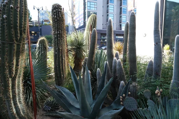 Cactus Las Calles Los Ángeles — Foto de Stock