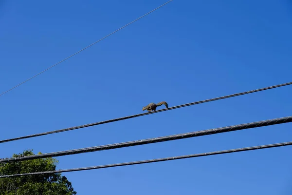 Poste Eléctrico Con Alambres —  Fotos de Stock