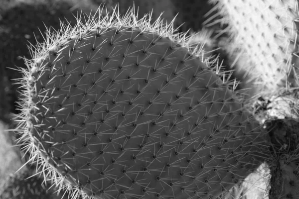 Cacti Streets Los Angeles — Stock Photo, Image