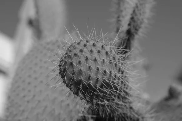 Cacti Streets Los Angeles — Stock Photo, Image