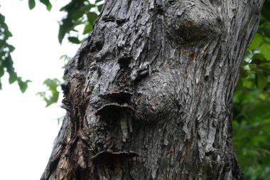 Tasarımcının doğal arkaplanı.