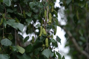 Tasarımcının doğal arkaplanı.