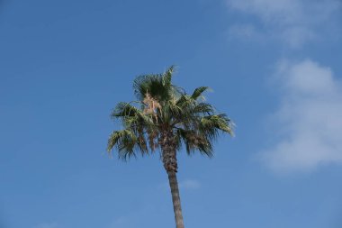 Los Angeles sokaklarında palmiye ağaçlarının