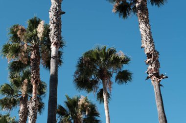 Los Angeles sokaklarında palmiye ağaçlarının