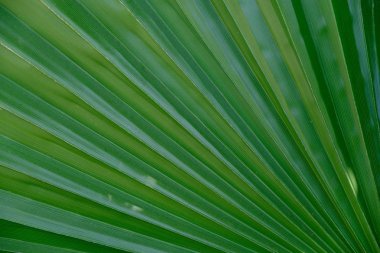 Los Angeles sokaklarında palmiye ağaçlarının