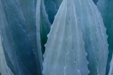 Los Angeles sokaklarında kaktüs