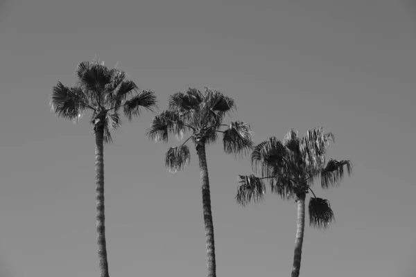 Palmiers Dans Les Rues Los Angeles — Photo