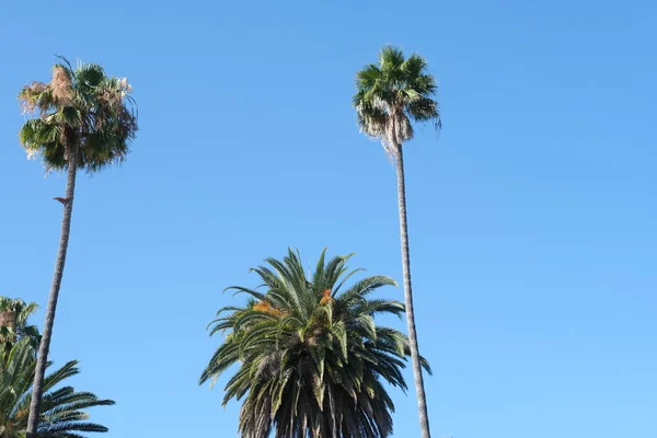 Пальмы Улицах Лос Анджелеса — стоковое фото