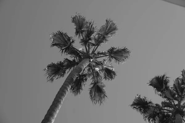 Palmy Ulicach Los Angeles — Zdjęcie stockowe