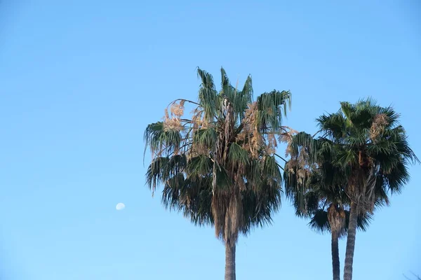 洛杉矶街道上的棕榈树 — 图库照片