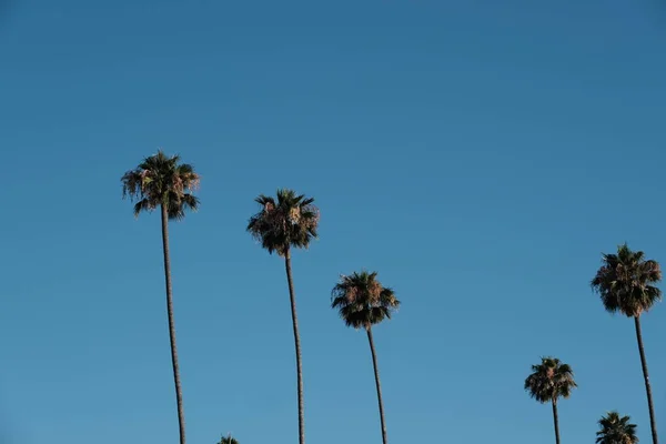 洛杉矶街道上的棕榈树 — 图库照片