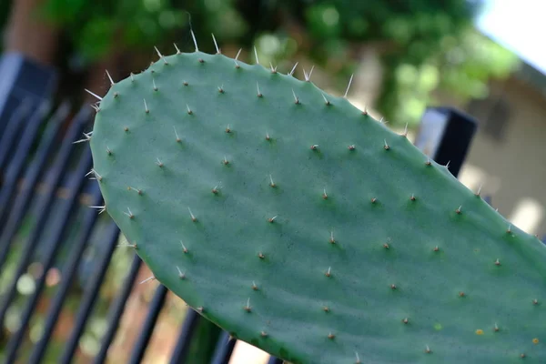 Kaktusy Ulicach Los Angeles — Zdjęcie stockowe