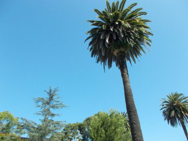 Los Angeles sokaklarında palmiye ağaçlarının