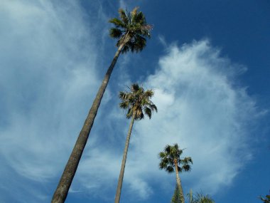 Los Angeles sokaklarında palmiye ağaçlarının