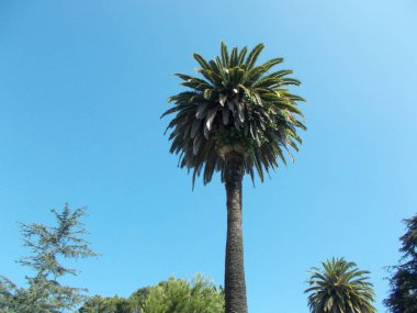Los Angeles sokaklarında palmiye ağaçlarının