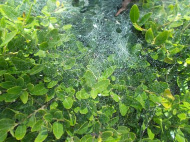 Tasarımcının doğal arkaplanı.