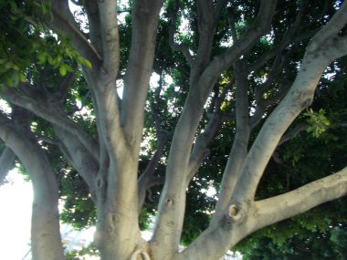 Tasarımınız için ahşap doku