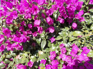 Şehir parkında çiçekler. Tasarımcı için çiçek arkaplanı