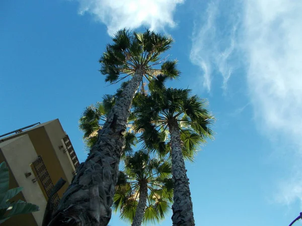 Los Angeles Sokaklarında Palmiye Ağaçlarının — Stok fotoğraf