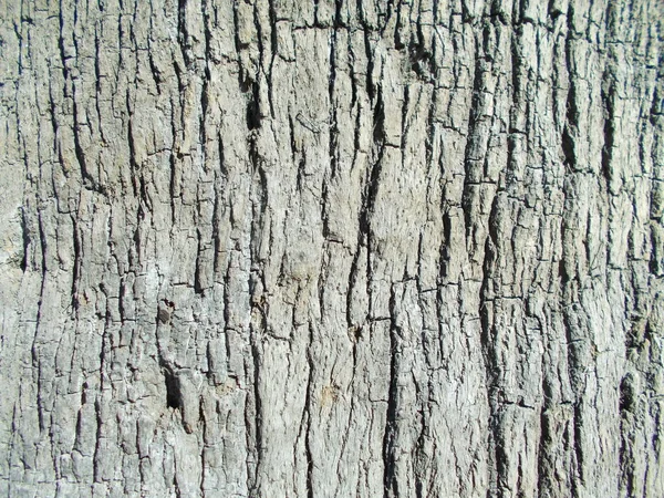 Wood Texture Your Design — Stock Photo, Image