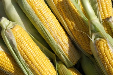 Şehir pazarında mısır.