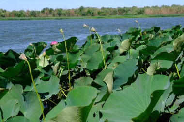 Volga Nehri 'ndeki Lotus çalılıkları. Rusya