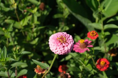 Şehir parkında çiçekler. Tasarımcı için çiçek arkaplanı