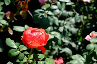 Şehir parkında rose. Tasarım için çiçek arka plan.