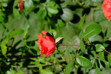 Şehir parkında rose. Tasarım için çiçek arka plan.