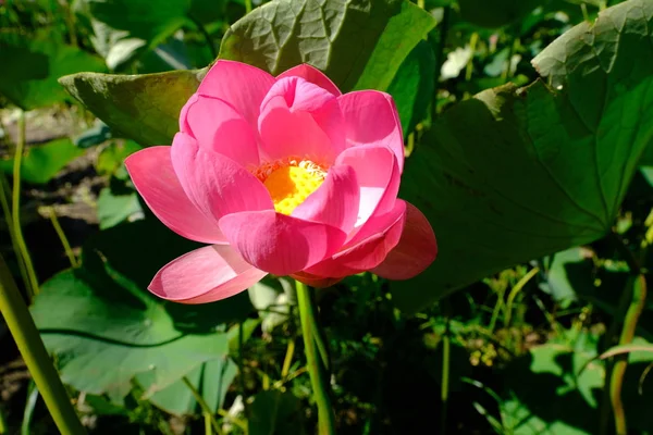 Lotus Thickets Volga River Russia — Stock Photo, Image