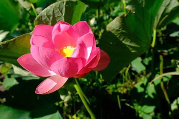 Lotus Thickets Volga River Russia — Stock Photo, Image