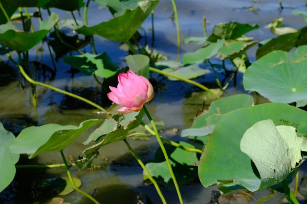 Lotus Thickets Volga River Russia — Stock Photo, Image