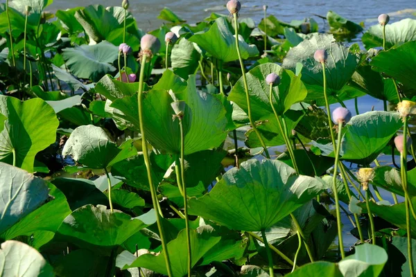 Lotus Thickets Volga River Russia — Stock Photo, Image