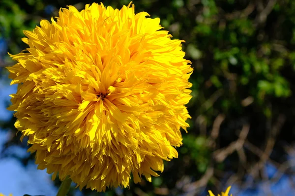 Květiny Městském Parku Květinové Pozadí Pro Návrháře — Stock fotografie
