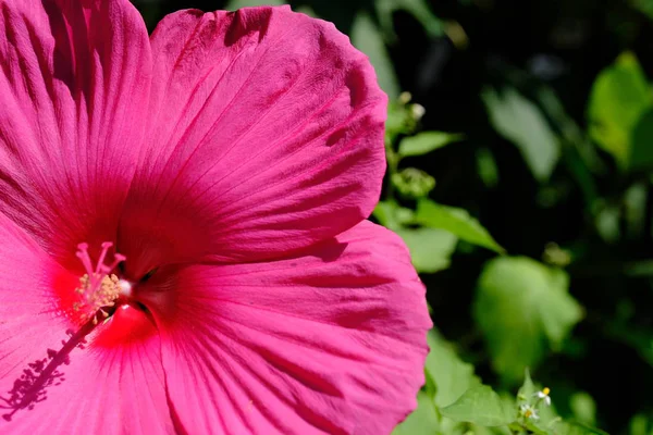 Fleurs Dans Parc Ville Fond Floral Pour Designer — Photo