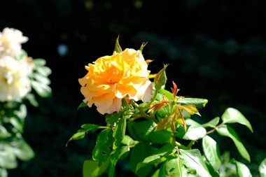 Şehir parkında rose. Tasarım için çiçek arka plan.