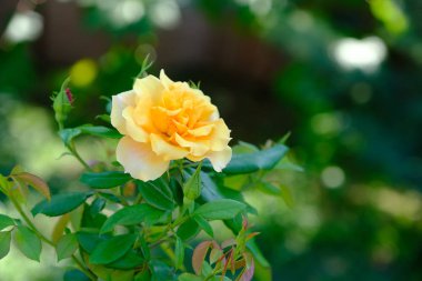 Şehir parkında rose. Tasarım için çiçek arka plan.